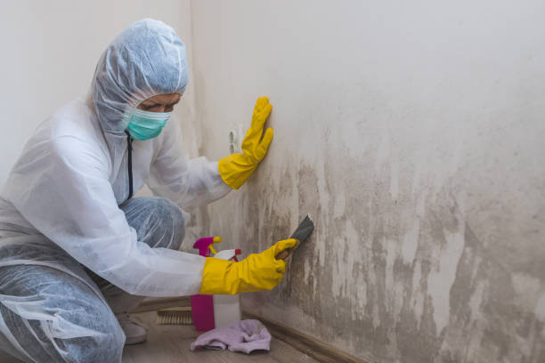 Best Black Mold Remediation in Hernando Beach, FL