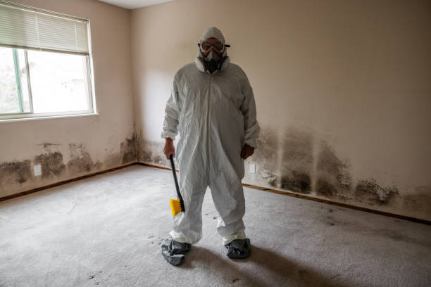 Best DIY Mold Remediation Support Services in Hernando Beach, FL