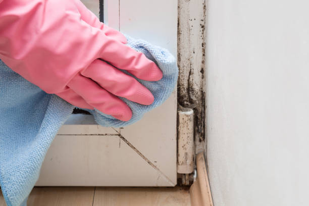 Best Black Mold Remediation in Hernando Beach, FL