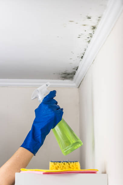 Best Bathroom Mold Remediation in Hernando Beach, FL